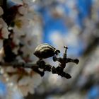 Almendros La Muela( Zaragoza)