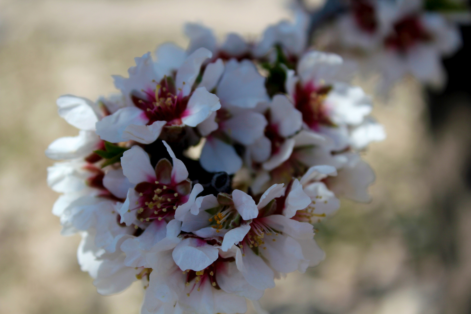 Almendros La Muela( Zaragoza)