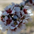 Almendros La Muela( Zaragoza)