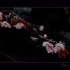 Almendros Nevados