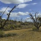 ALMENDROS SECOS