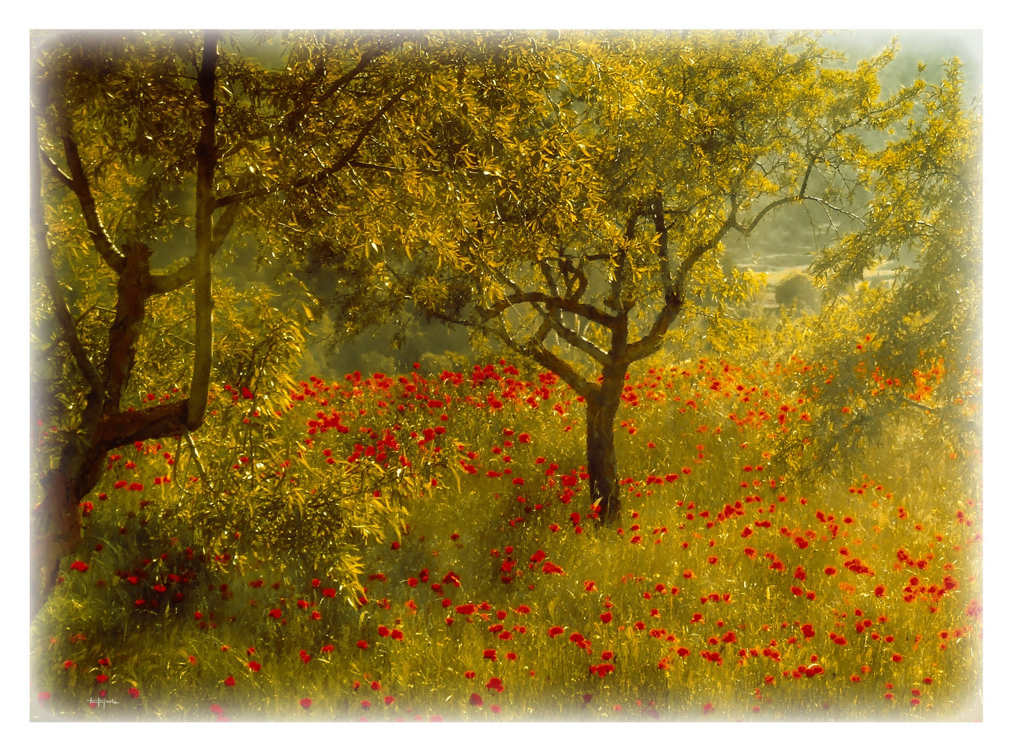 Almendros sobre alfombra de amapolas