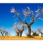 Almendros, Villamalea