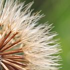 Almenpusteblume - vom Winde verweht