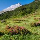 Almenrausch, kein Edelweiss