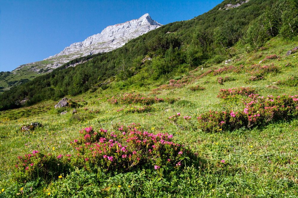 Almenrausch, kein Edelweiss