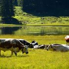 Almfrieden am Seewaldsee