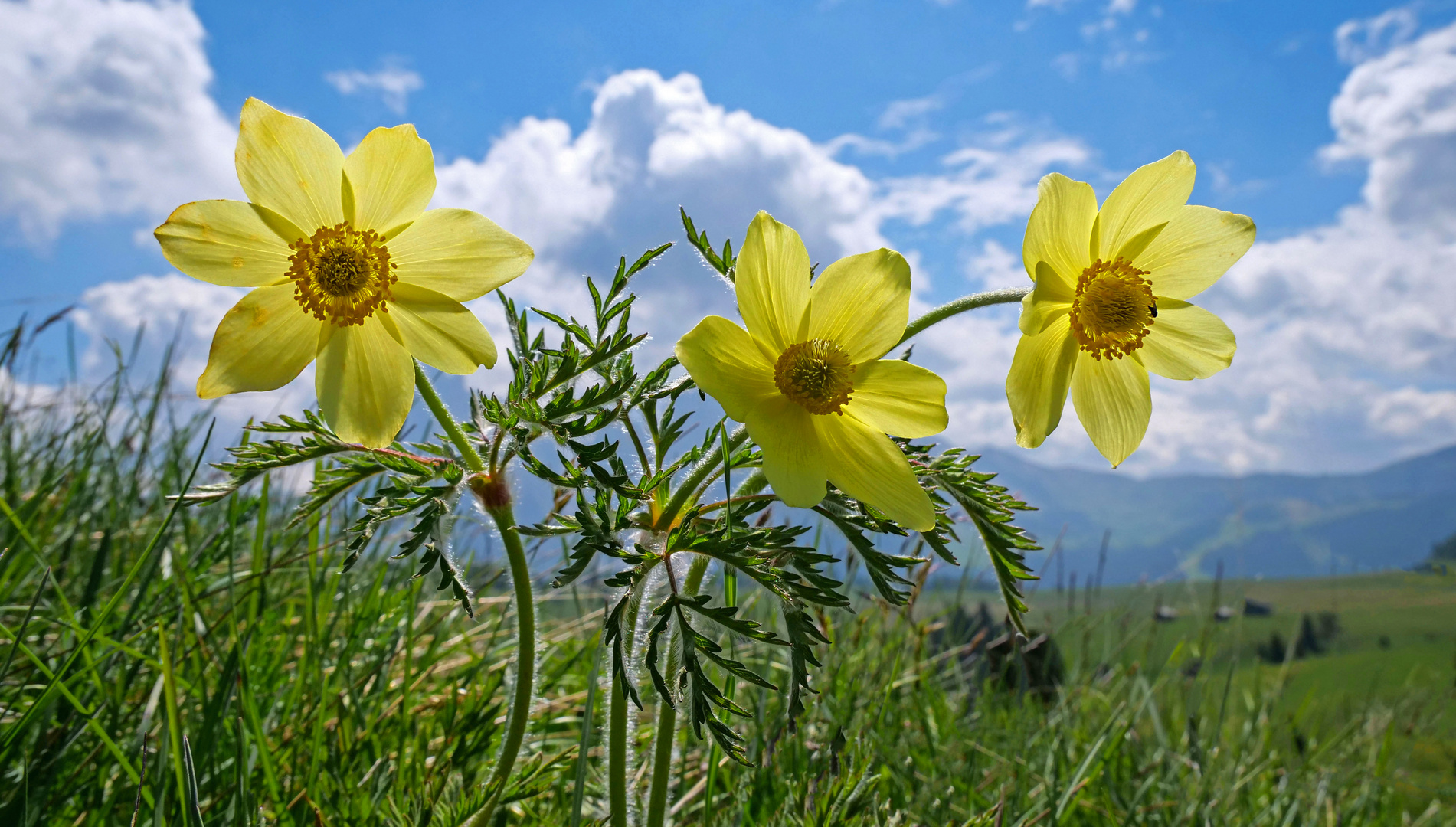 Almfrühling