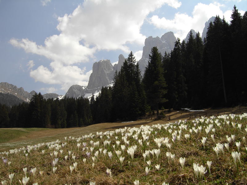 Almfrühling