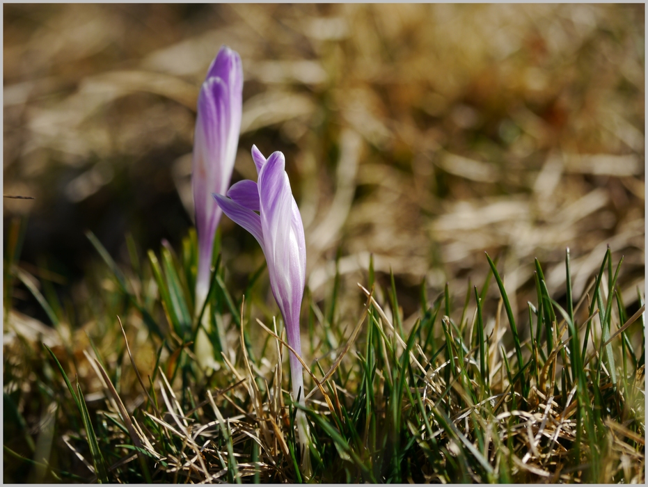 Almfrühling