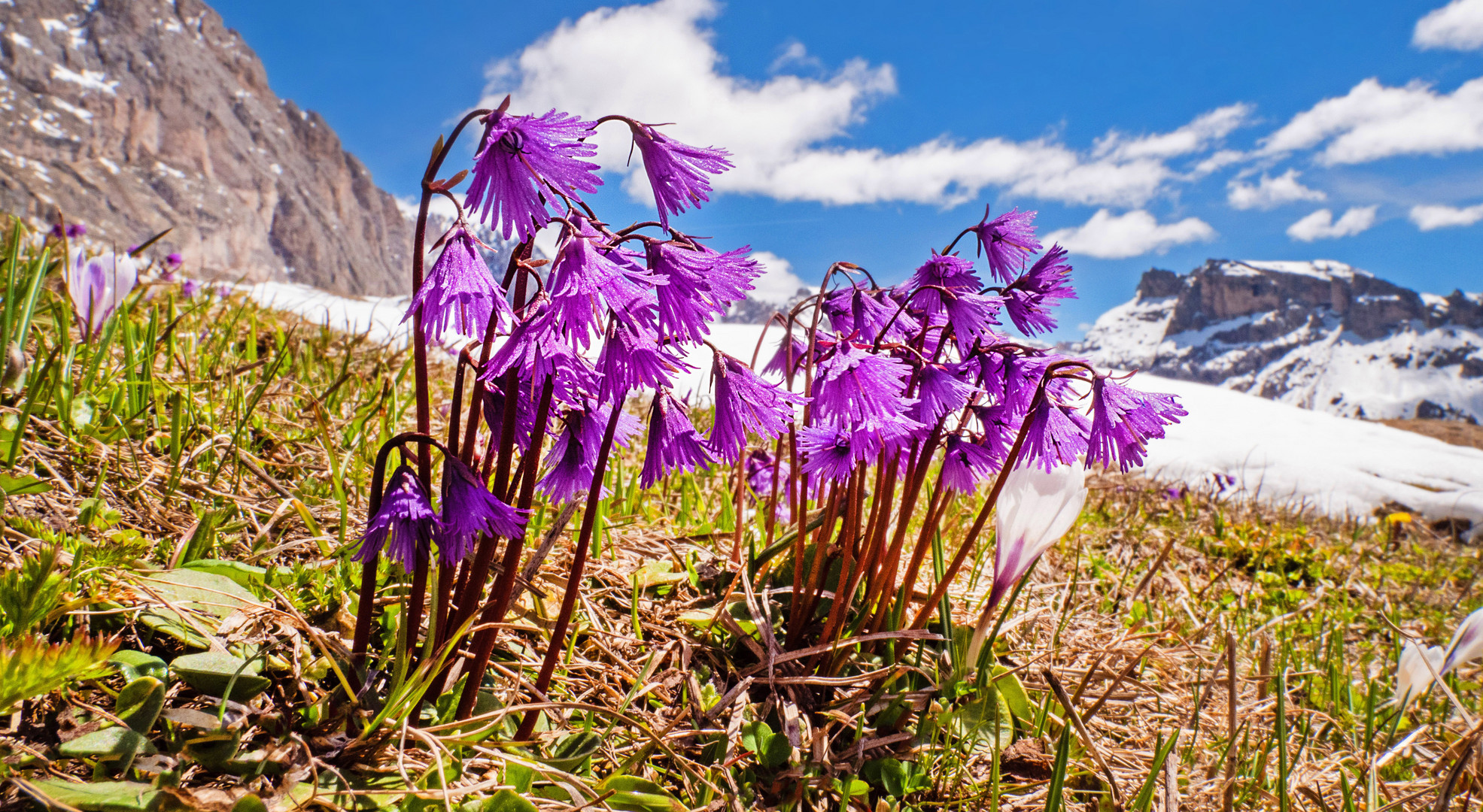 Almfrühling