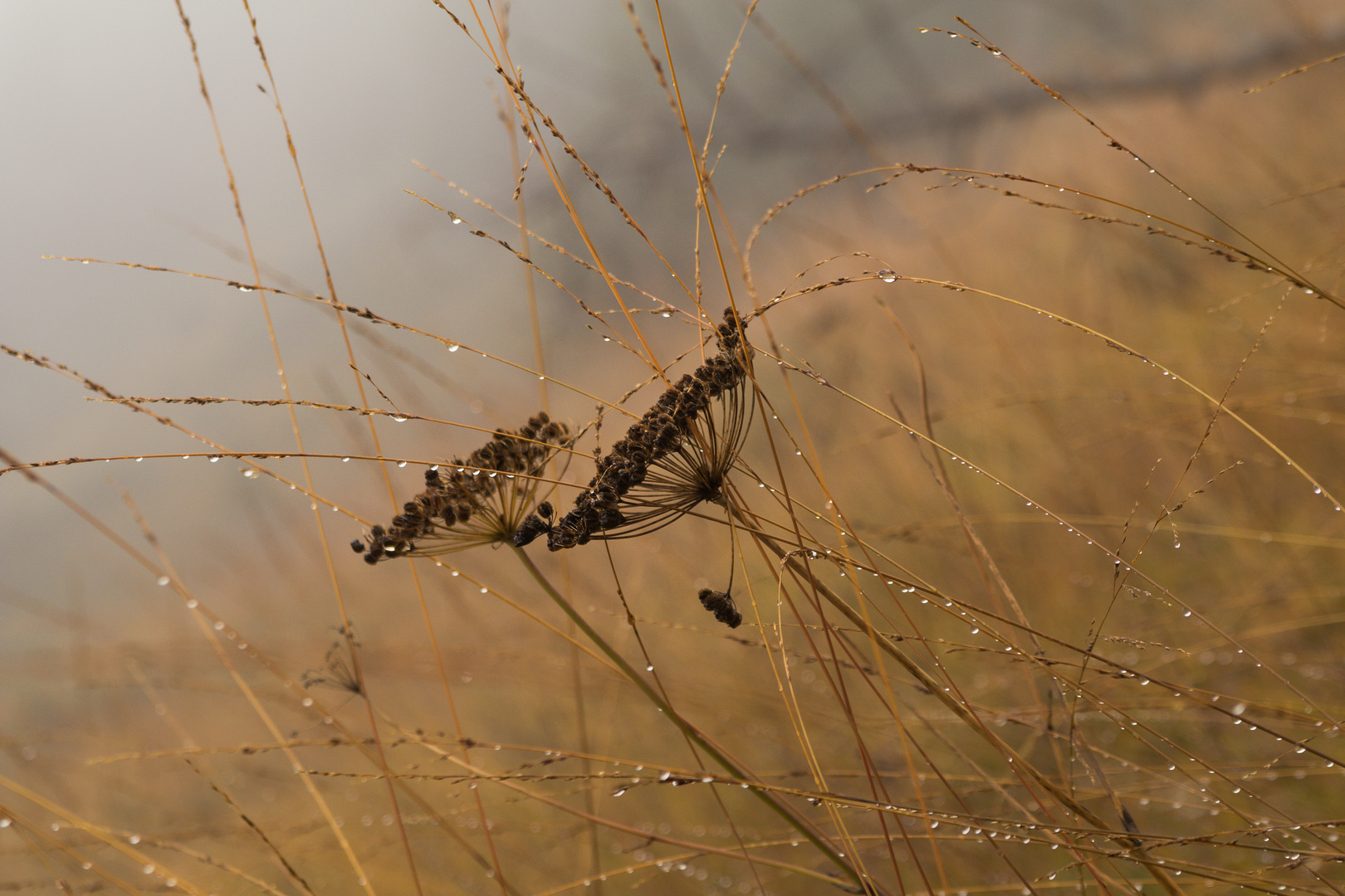 Almgräser im Herbst