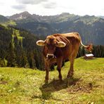 Almkräuter schmecken sooo  lecker!