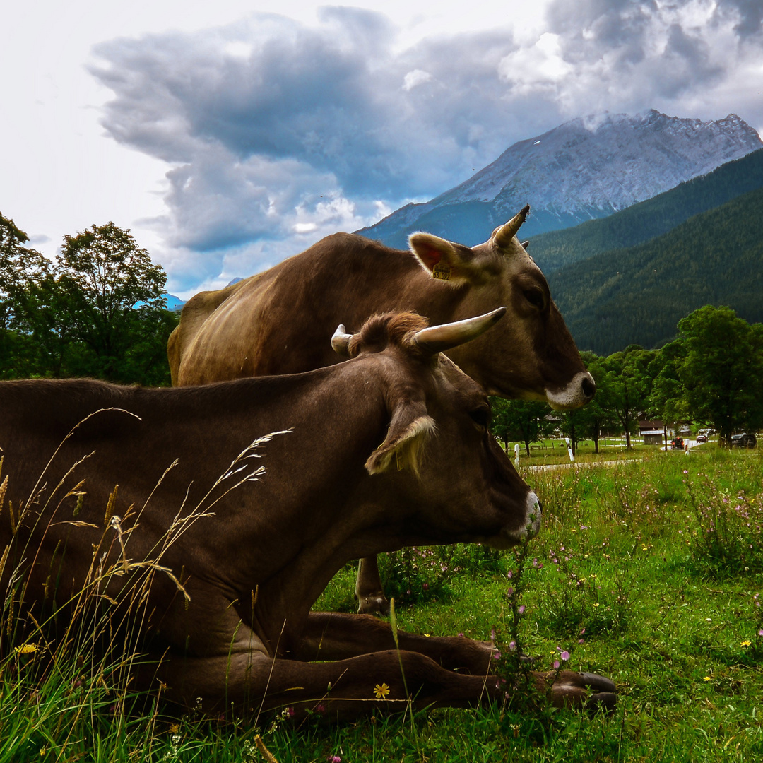 Almkühe vor dem Watzmann