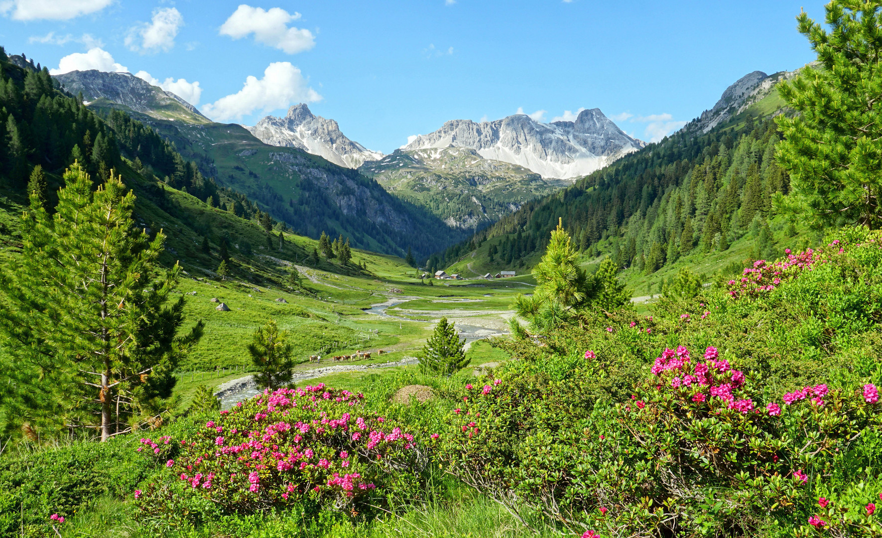 Almlandschaft mit Almrausch