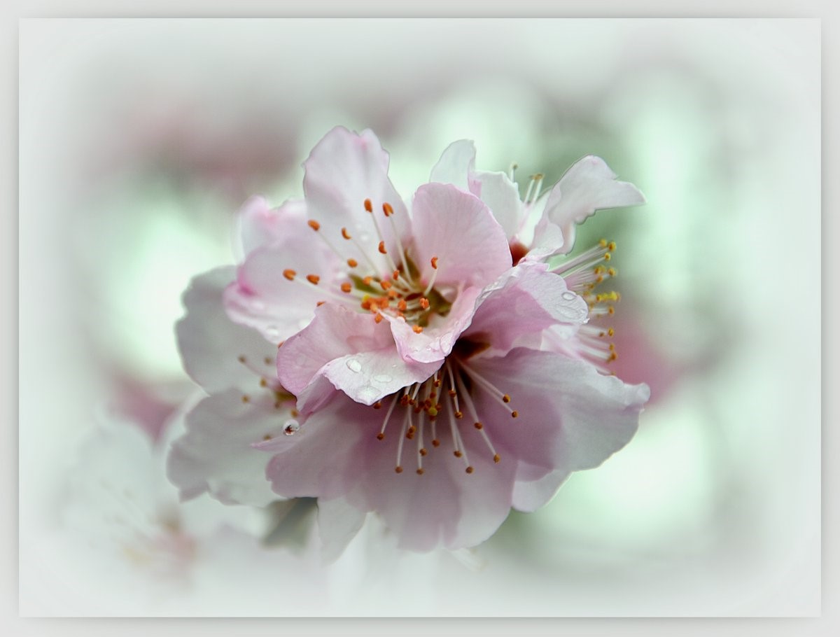 Almond blossom