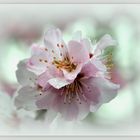 Almond blossom