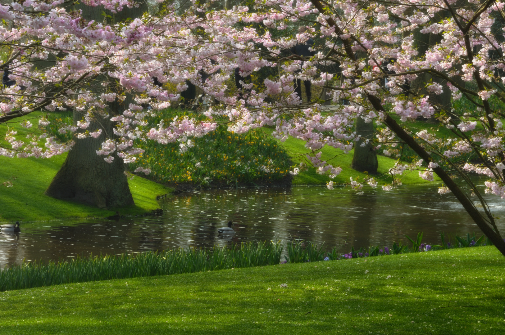 almond blossom ..