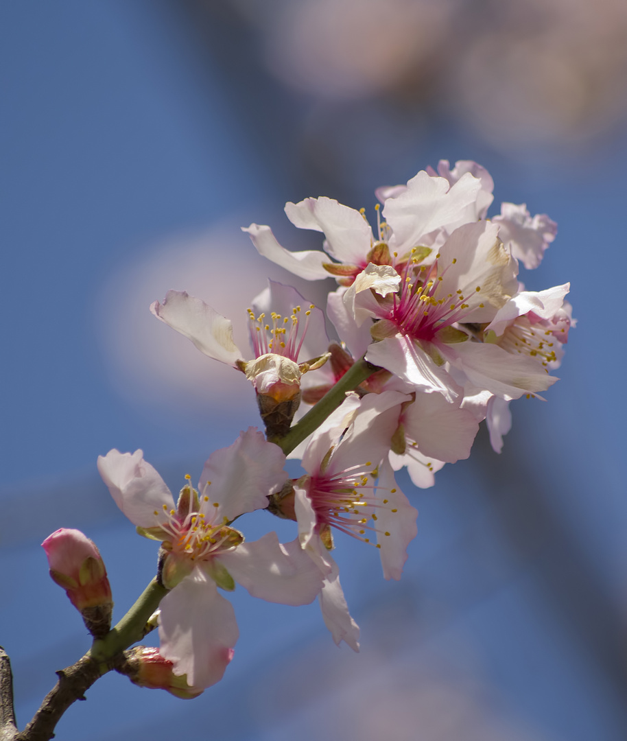 Almond blossom