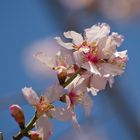 Almond blossom