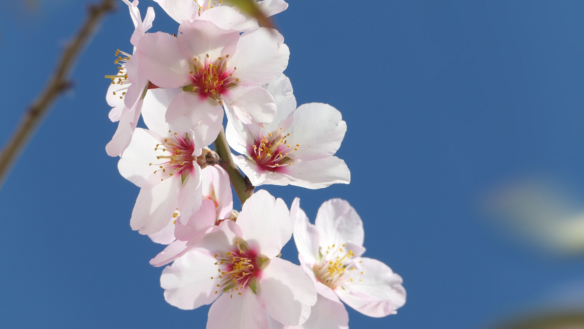 ... almond blossom in Tenerife