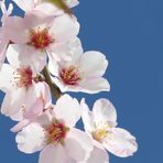 ... almond blossom in Tenerife