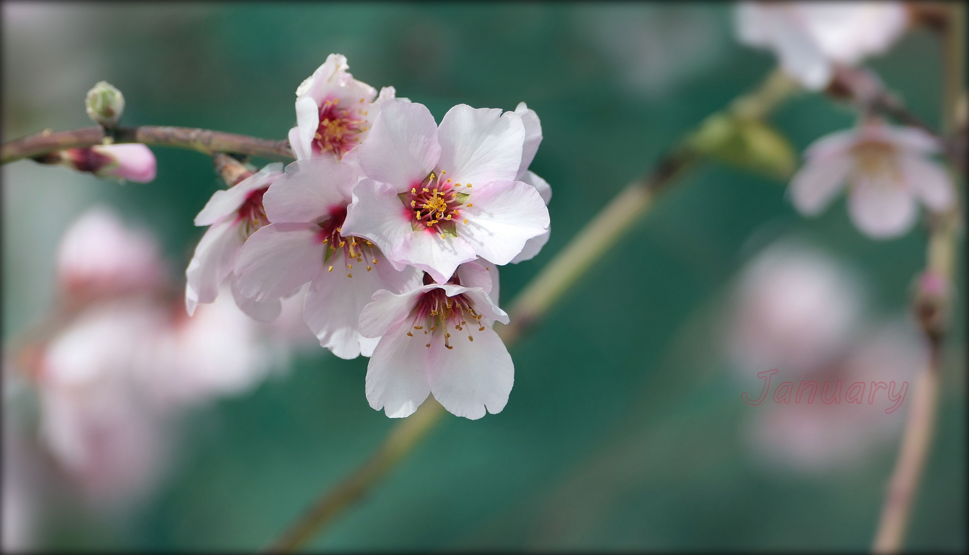 ... almond blossom in Tenerife