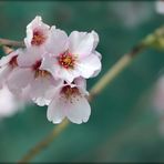 ... almond blossom in Tenerife