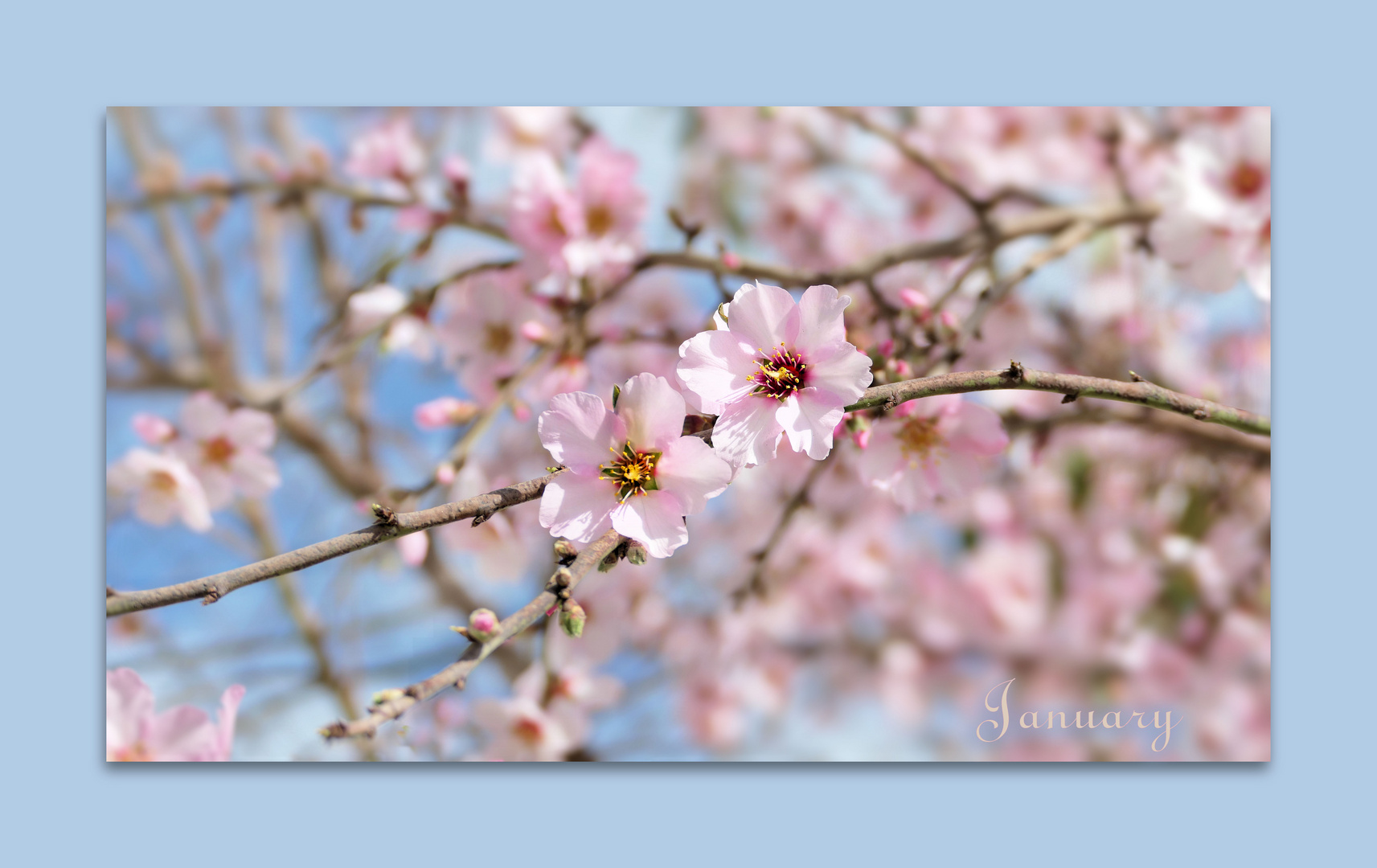 ... almond blossom in Tenerife