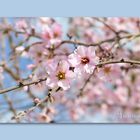 ... almond blossom in Tenerife