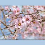 ... almond blossom in Tenerife