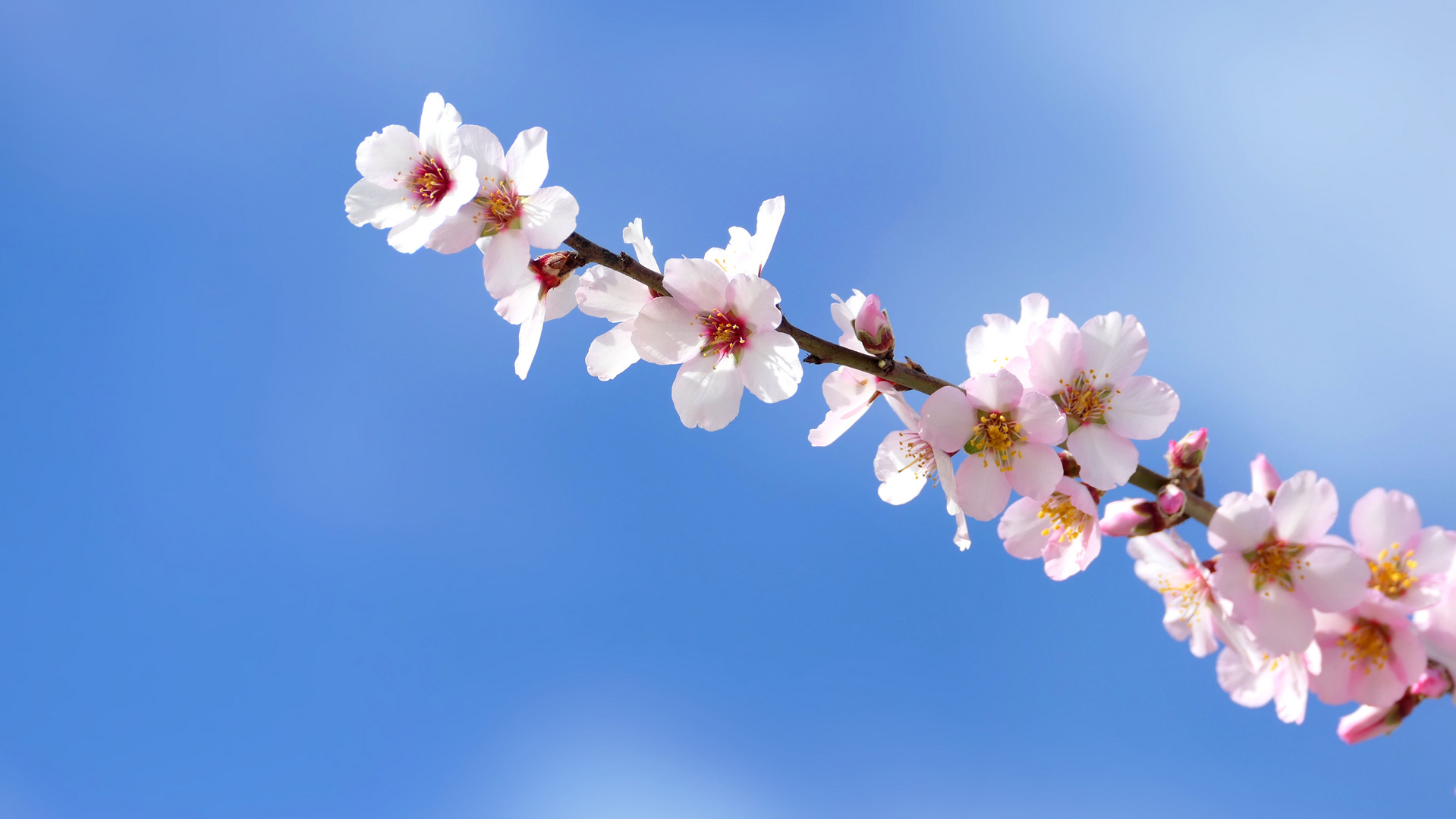 ... almond blossom in Tenerife