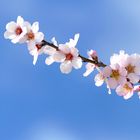 ... almond blossom in Tenerife