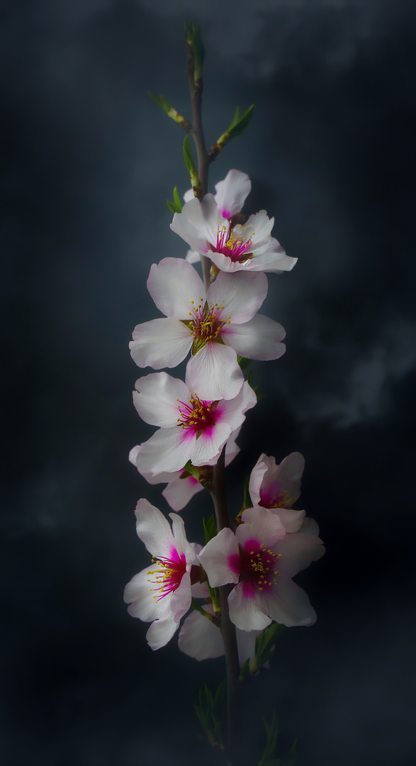 Almond blossoms