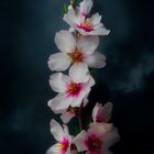 Almond blossoms