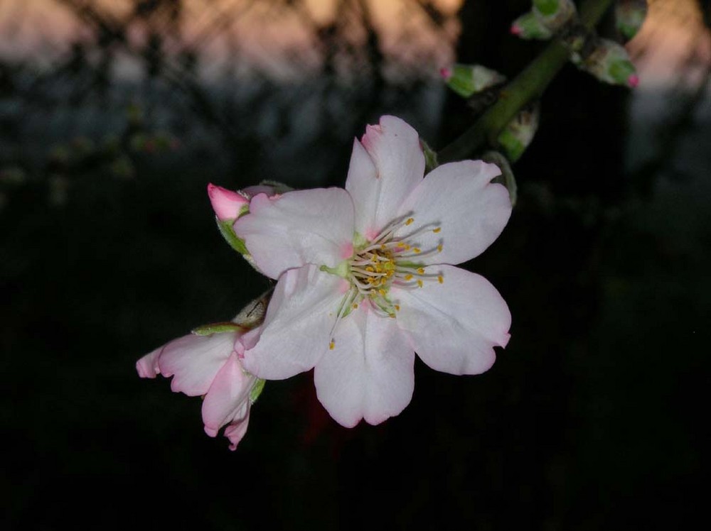 Almond flower at sunset