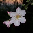 Almond flower at sunset