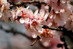 Almond tree