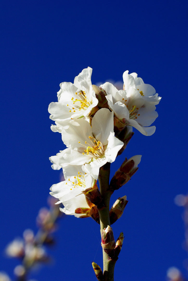 Almond tree flower