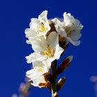 Almond tree flower