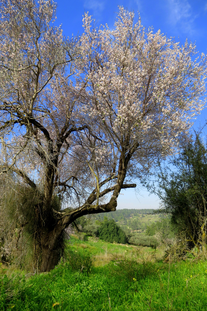 Almond tree near Zorah