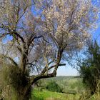 Almond tree near Zorah