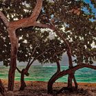 Almond trees at Playa Maguana