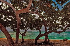 Almond trees at Playa Maguana