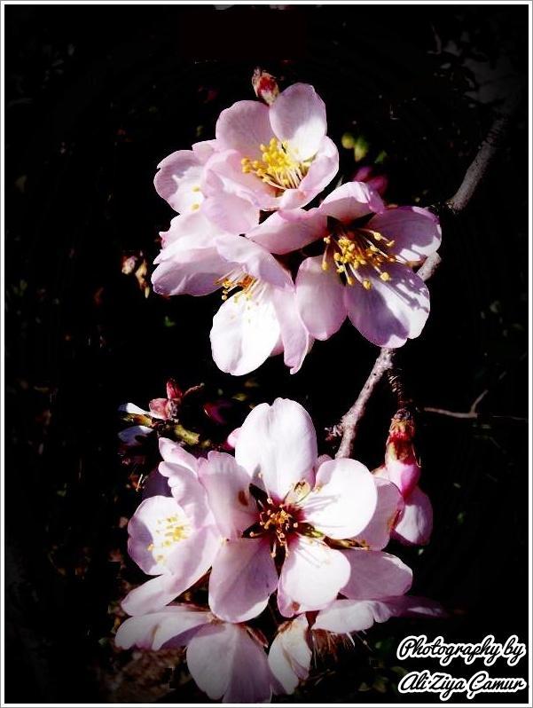 Almonds Flower Opens