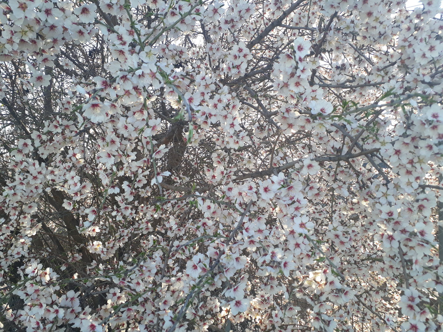 Almonds in Toledo