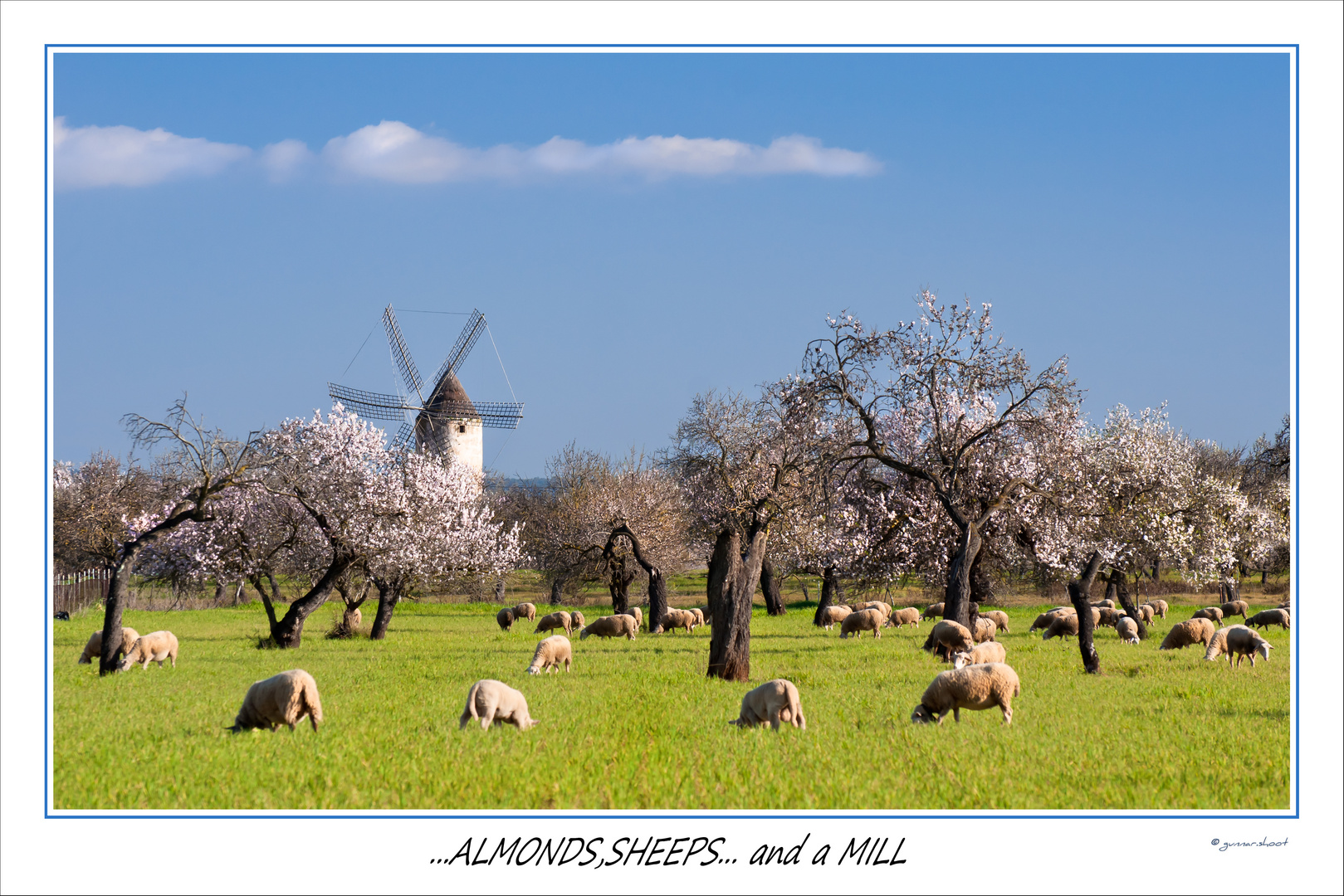 ...almonds, sheeps and ...a mill!