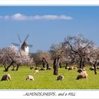 ...almonds, sheeps and ...a mill!
