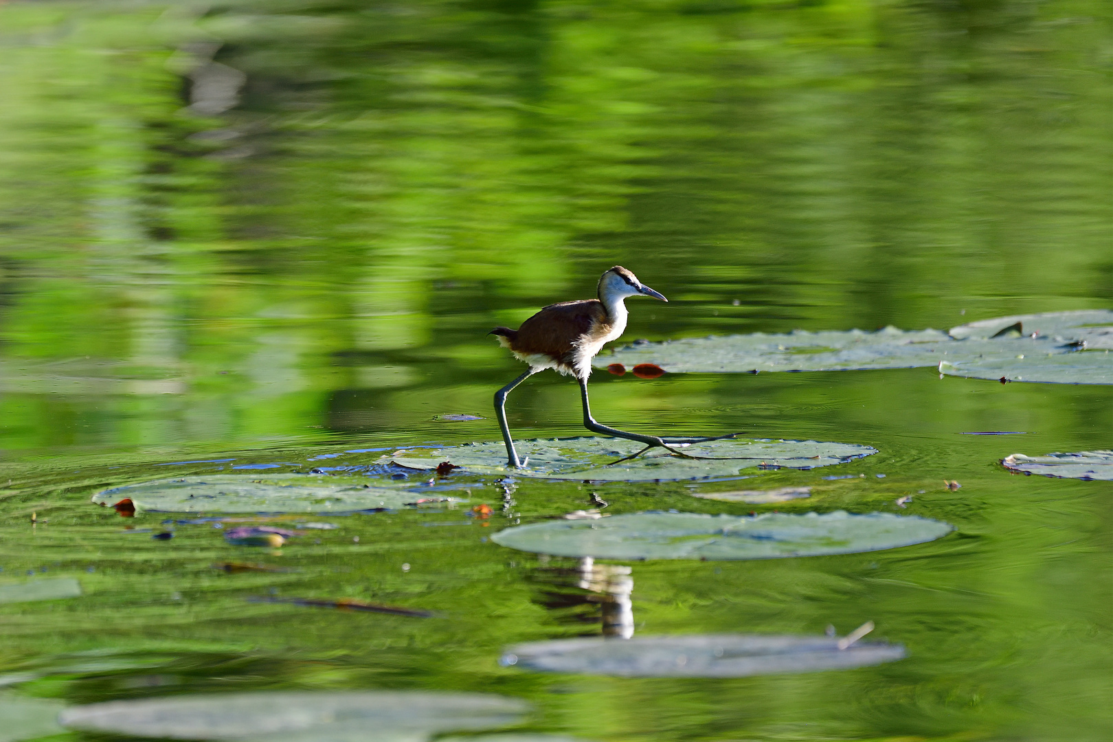 Almost walking on water