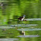 Almost walking on water